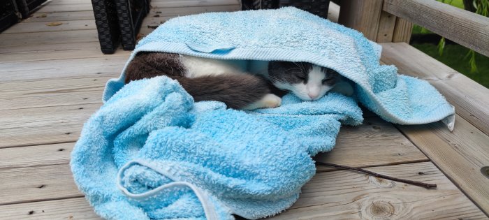 Katt sover under en turkos badhandduk på ett trägolv utomhus.