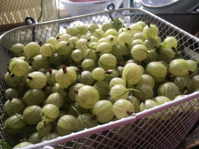 En korg med ny-skördade gröna krusbär, redo för att omvandlas till marmelad med chilitwist.