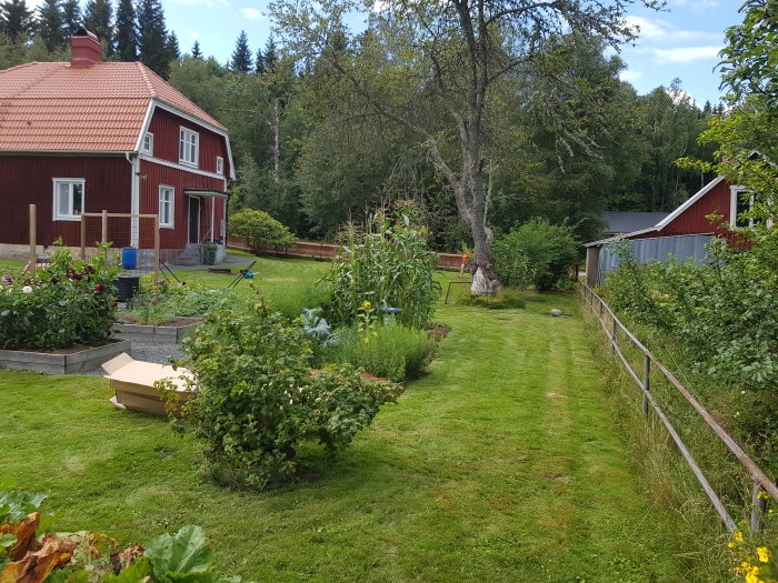 Nyklippt gräsmatta med grönsaksland och wellpapplådor framför röd stuga och trädgårdskompostplats.