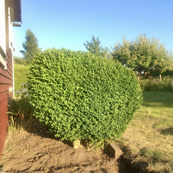 Två stora, välskötta buxbomar bredvid en stuga med gräsliget bakgrund.