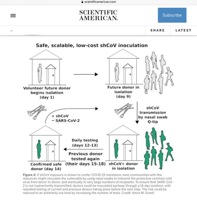 Illustration av hur frivilliga donatorer kan bli exponerade för shCoV som potentiellt skydd mot COVID-19 genom nässvabbstransmission.