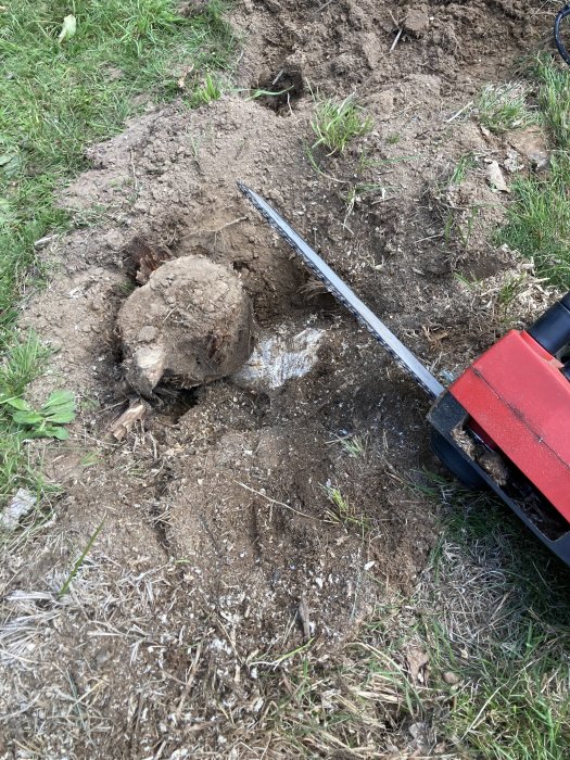 Motorsåg nära en nedgrävd trädstump i en grävd jordhålighet, indikerar avlägsnande av stubbe.