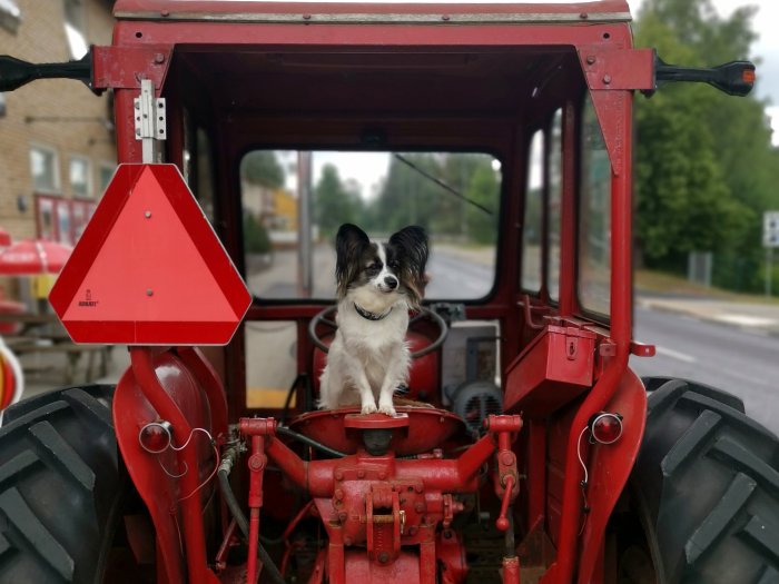 Hund sitter i förarsätet på en röd traktor, med en varningstriangel på sidan.