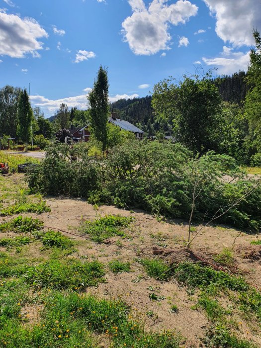 Nedtagna lärkträd på ett soligt fält med hus och skog i bakgrunden.