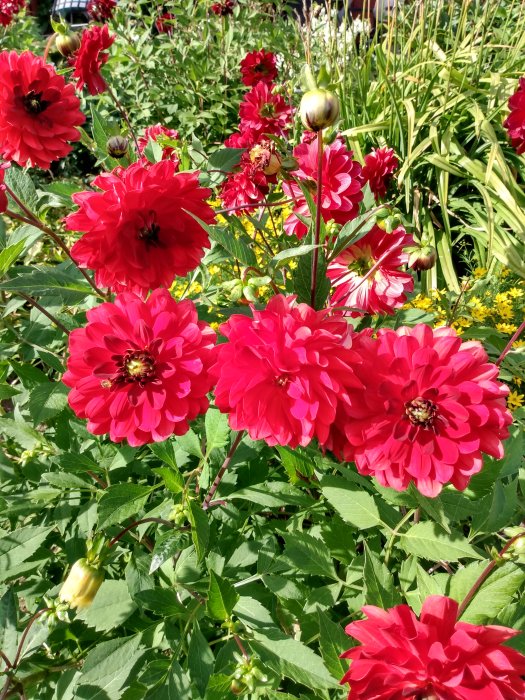 Blommande röda dahlior med gröna blad och knoppar i solljus.