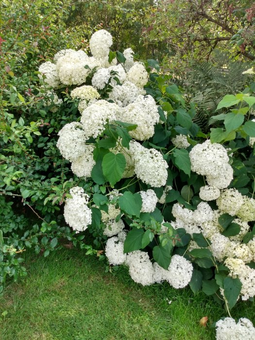 Stor buske med vita blomklasar omgiven av gröna blad och trädgårdsväxter.