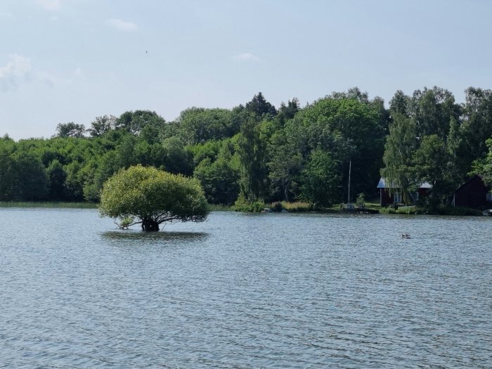 Ensam träd på en liten ö i en sjö med skog och stugor i bakgrunden under en solig dag.