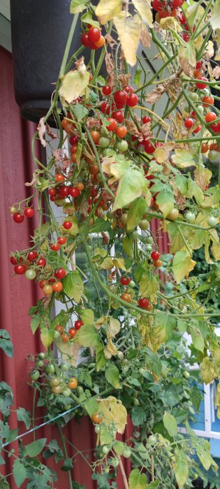 Plant med mogna och omogna röda körsbärstomater mot en röd vägg, bladen delvis vissna.