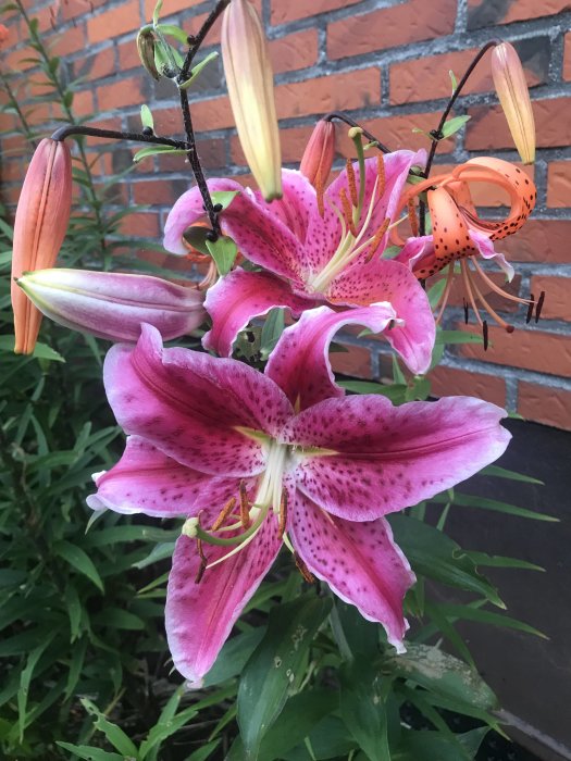 Blommande rosa liljor med prickar framför en tegelvägg, knoppar och gröna blad syns.