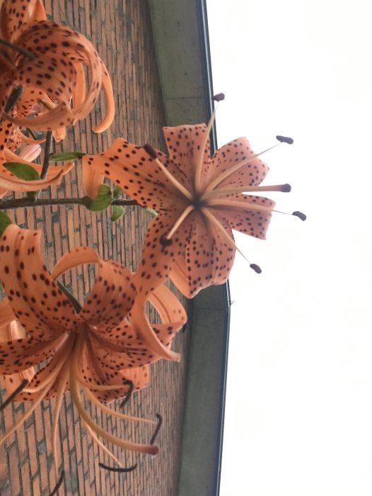 Praktfulla orangeröda liljor med svarta prickar, fotograferade underifrån mot en tegelväggsbakgrund.