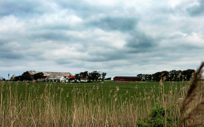 Lantgård omgiven av natur, vita och röda byggnader synliga bakom lågt växande gräs med tunga moln ovanför.