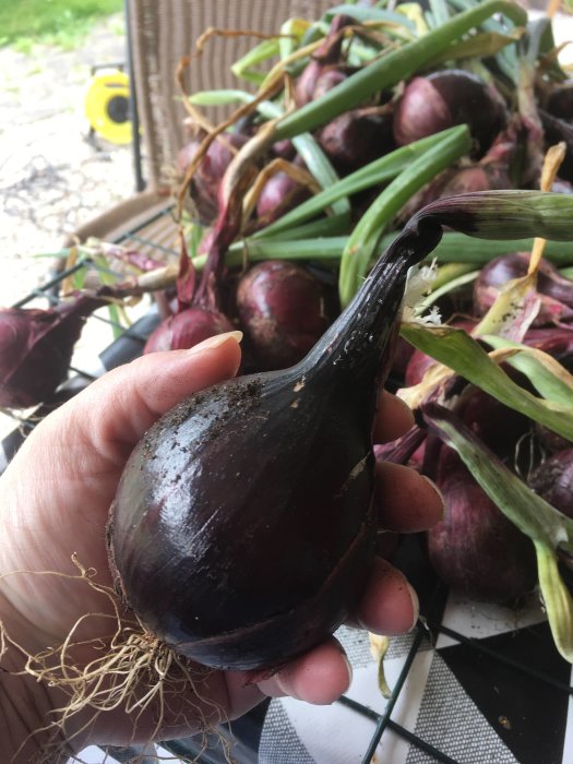 En hand håller en stor skördad rödlök framför andra rödlökar; löken är större än sättlöken.