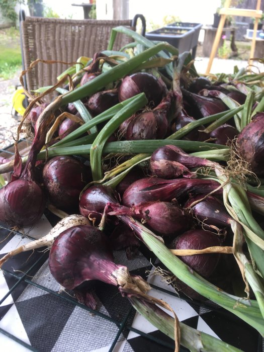 Skördat rödlök ligger på ett bord, större än sättlöken, med gröna blad och jordrester.
