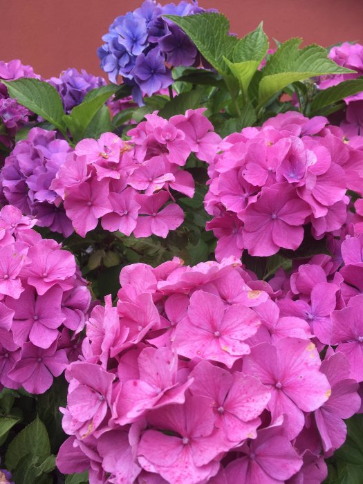 Blommande rosa och blå hortensiabuskar med tätt sittande blomklasar och gröna löv.