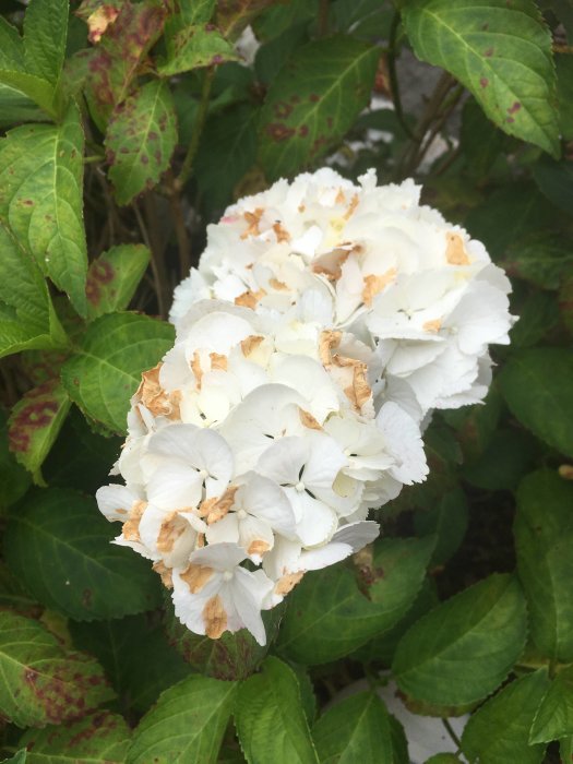Vit hortensia med regnskador och bruna fläckar på bladen och knoppar.