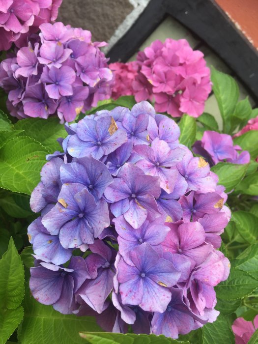 Blommande lila och rosa hortensior med några regndroppsskadade blad.