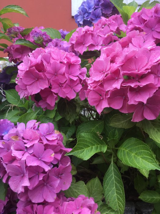 Lummiga rosa och blå hortensior i full blom trots regn, med gröna blad och en suddig bakgrund.