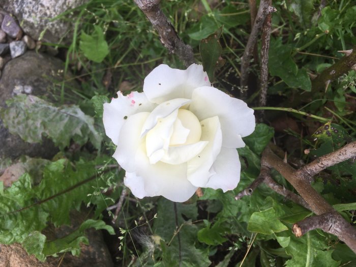 Vit blommande ros med lite regnskador och angrepp på bladen, omgiven av gröna blad och stenar.