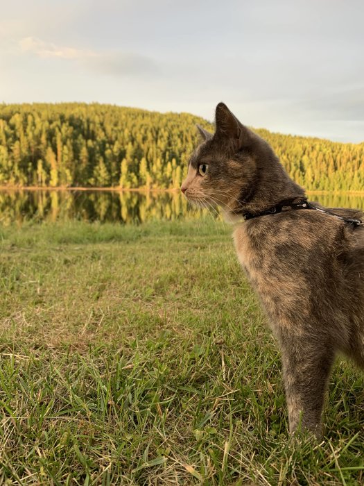 Katt med sele betraktar utsikt över skog och äng i skymningen.