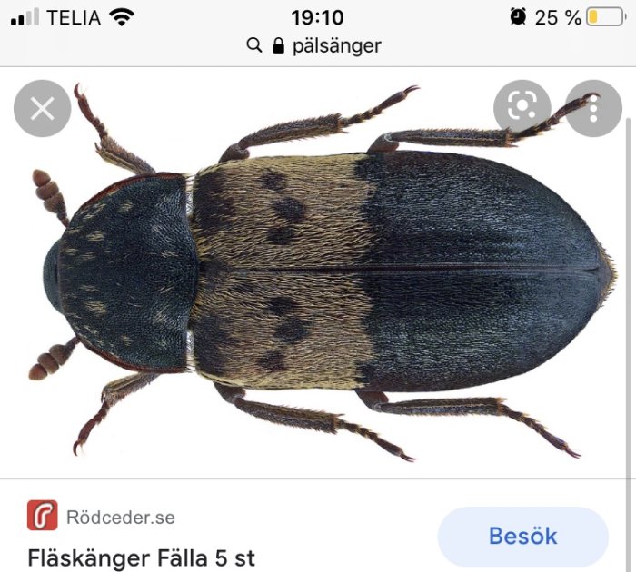 Närbild av en pälsänger eller fläskänger, en skalbagge med svart och brun pälsliknande täckning.