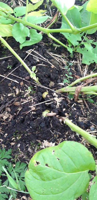 Potatisplantor ovanpå jord med synliga små potatisar innan skörden.