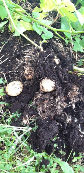 Potatisar som skördas ur jorden, omgivna av gröna bladväxter och jord, innan skörden.