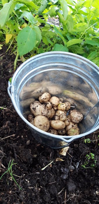 Hink med nyskördade potatisar på jordig mark med gröna blad i bakgrunden.
