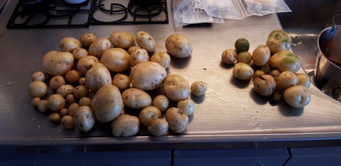 Olika storlekar av nyskördade, tvättade potatisar sorterade på ett köksbord, med några gröna potatisar som innehåller solanin.