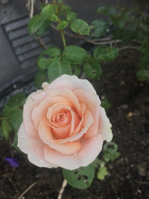 Närbild av en daggdroppsbeklädd rosa ros mot suddig trädgårdsbakgrund.