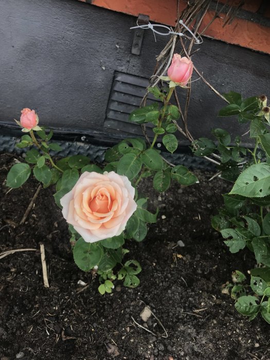 Ljusrosa ros i fokus med knoppar mot mörk vägg och jord, trädgårdsrenovering.