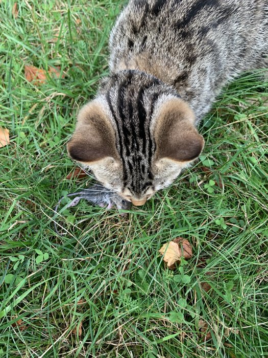 Katt som undersöker en fångad mus på gräsmattan.