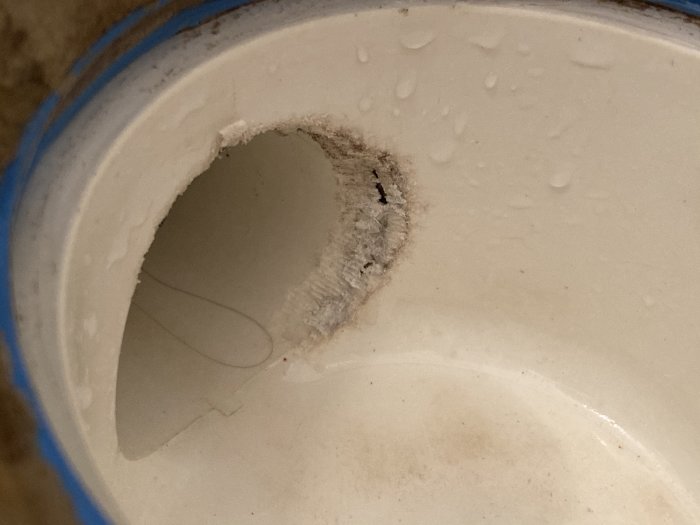 Gnagskador på kanten av en vit plast golvbrunn, vilket tyder på skadedjur.