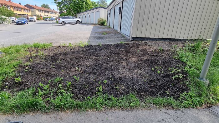 Ett nyplanterat gräsområde vattnat med vattendunk som visar tidiga grässkott och omgivande miljö.