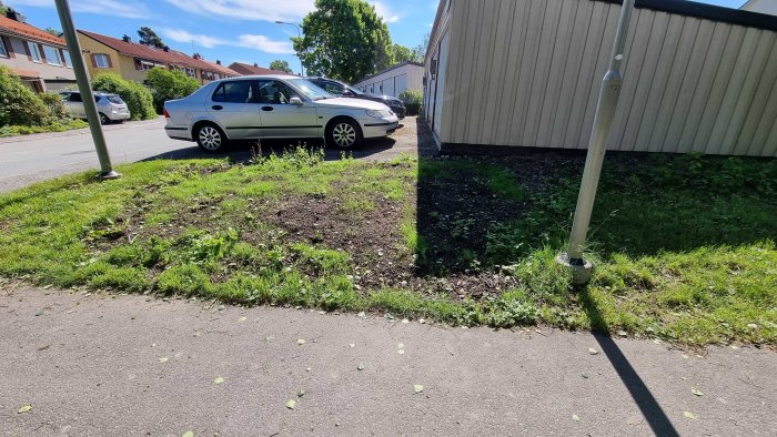 Nyplanterat grässtråk utmed en husvägg och trottoar, med sparsamt gräs och några gröna skott synliga, bredvid en parkerad bil.
