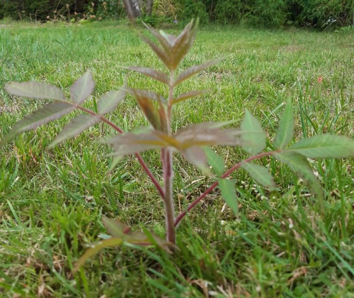 Ung planta med taggiga blad och röda stjälkar växer i en gräsmatta.