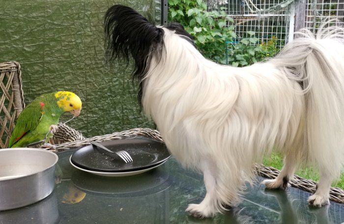 Papegoja och hund tittar på varandra vid ett bord med tom tallrik och skål.