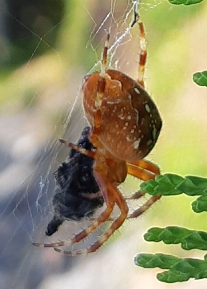 En spindel i sitt nät håller i ett fångat byte mot en suddig naturbakgrund.