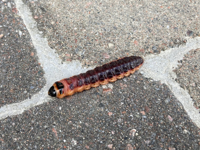 Stor brun och svart larv kryper på en grå trottoarkant med synliga stenar och fogar.