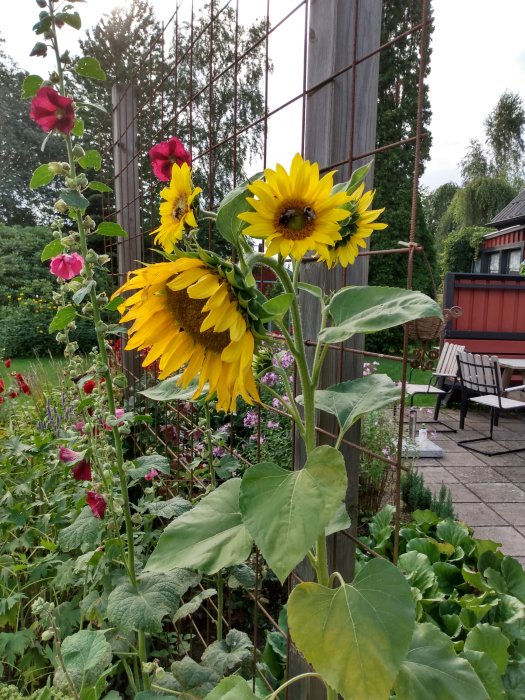 Solrosor och röda blommor i en trädgård med uteplats och staket i bakgrunden.