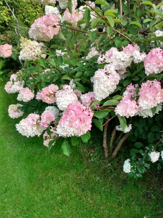 Blommande hortensia med rosa och vita blomklasar mot grön bakgrund av löv och gräs.