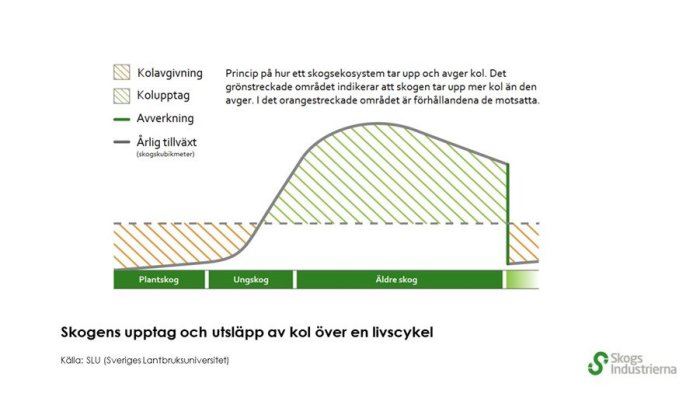 Diagram som visar skogens koldioxidupptag och utsläpp över en livscykel, inklusive plantering, tillväxt och avverkning.