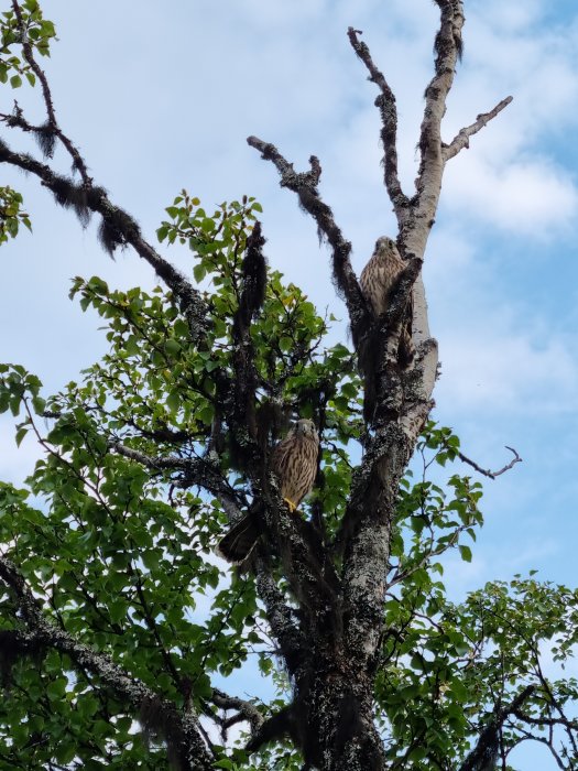 Två hökar sitter på grenar i en lövträd mot en klarblå himmel.