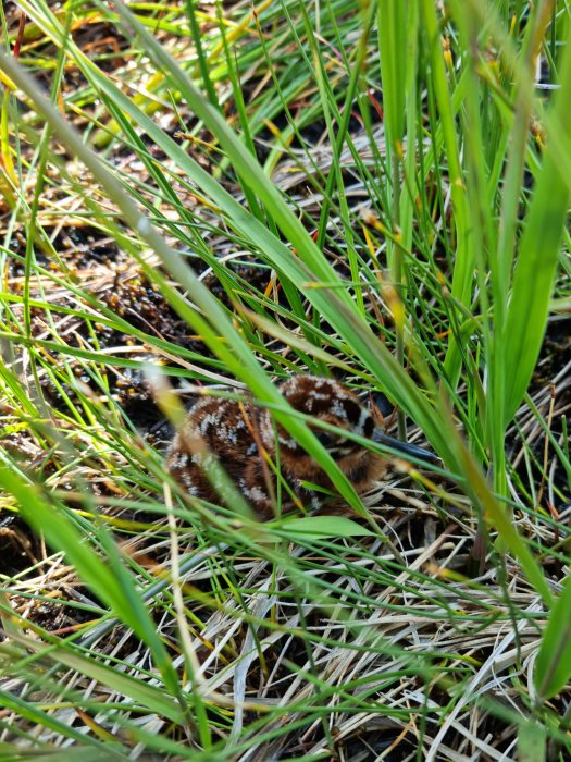 Välkamouflerat fågelbo med ägg bland grönt gräs och brunt löv.