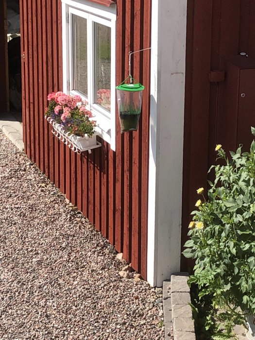 Flycity flugfångare hängande på en röd stuga vid fönstret med blomlåda.