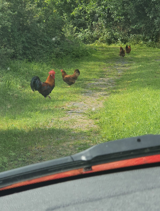 Tupp och höns på en grusväg i lantlig miljö, sett från ett bilfönster.