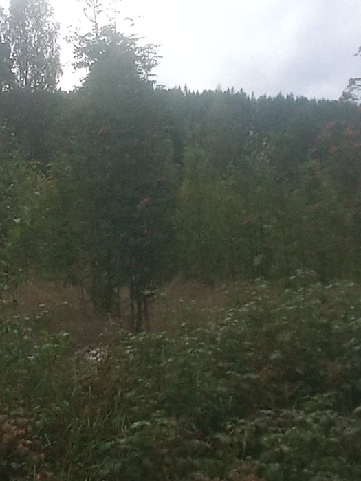 Olika lövträd som sälg, rönn, al och björk växer fritt på ett hygge, vilket visar biologisk mångfald.