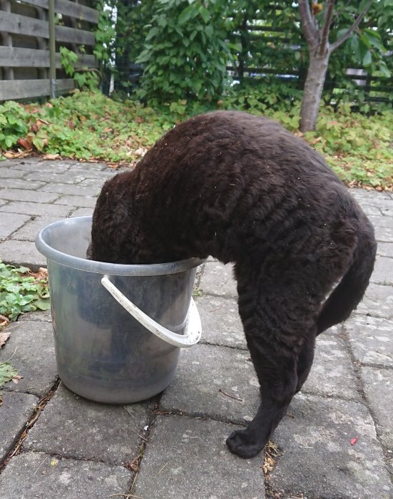 En brun hund som stoppar huvudet i en hink på en stenlagd yta utomhus.