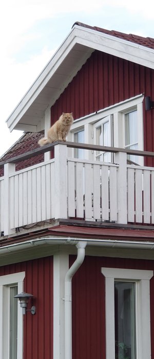 Fluffy ginger cat sitting on the railing of a red house with white balconies.