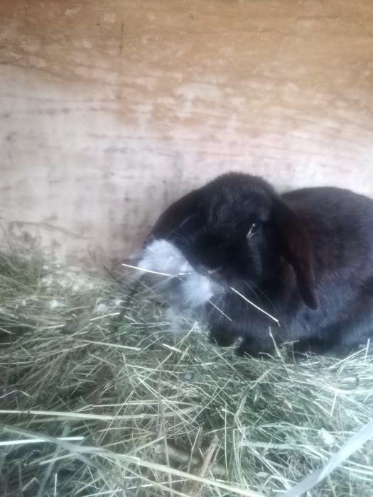 Svartvit kanin som sitter på hö i en träbur.