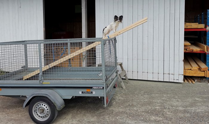 Hund sitter på en utskjutande planka från en lastad släpvagn vid bygghandel.